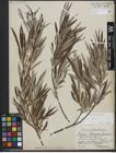 Foto von Salix viminalis L.